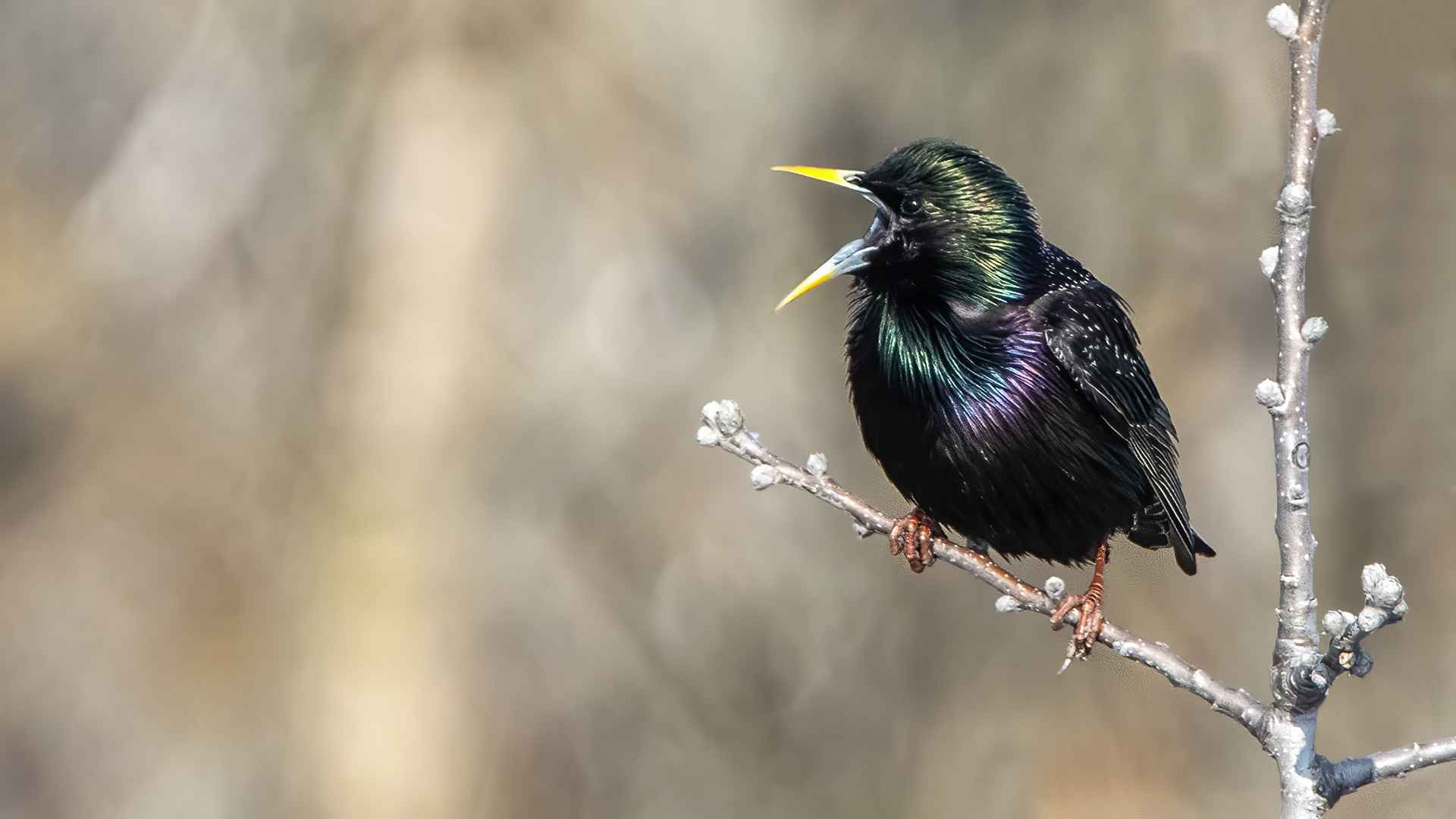 European Starling